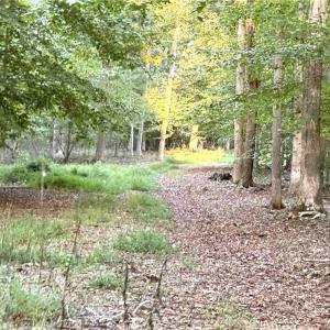 Photo #23 of 1210 Nicky, Danbury, NC 31.5 acres