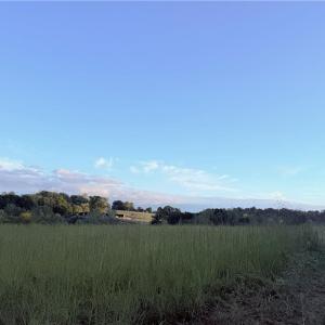 Photo #20 of 1210 Nicky, Danbury, NC 31.5 acres
