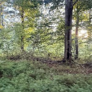 Photo #30 of 1210 Nicky, Danbury, NC 31.5 acres