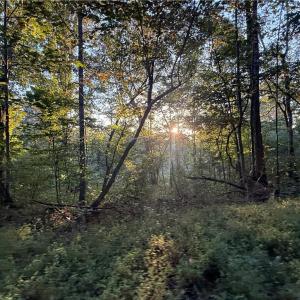 Photo #33 of 1210 Nicky, Danbury, NC 31.5 acres