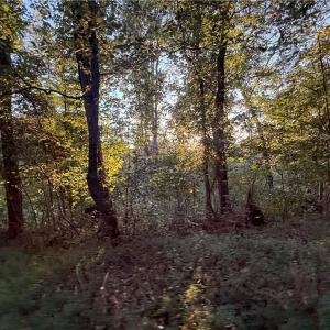Photo #35 of 1210 Nicky, Danbury, NC 31.5 acres