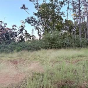 Photo #31 of 1210 Nicky, Danbury, NC 31.5 acres
