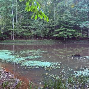 Photo #25 of 1210 Nicky, Danbury, NC 31.5 acres