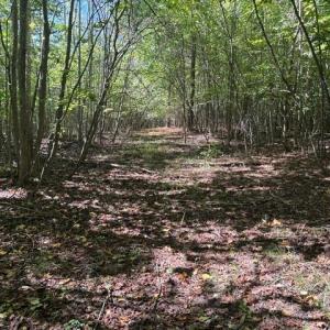 Photo #42 of Sandy Cross, Reidsville, NC 28.4 acres