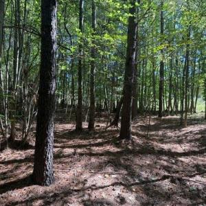 Photo #46 of Sandy Cross, Reidsville, NC 28.4 acres