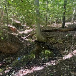 Photo #43 of Sandy Cross, Reidsville, NC 28.4 acres