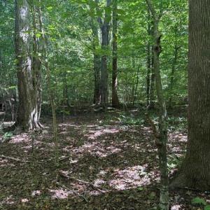 Photo #36 of Sandy Cross, Reidsville, NC 28.4 acres