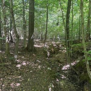 Photo #30 of Sandy Cross, Reidsville, NC 28.4 acres