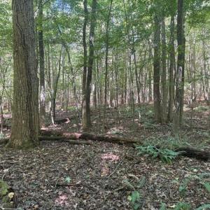 Photo #34 of Sandy Cross, Reidsville, NC 28.4 acres