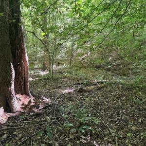 Photo #38 of Sandy Cross, Reidsville, NC 28.4 acres