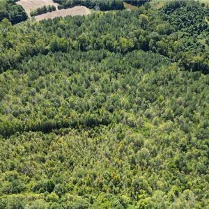 Photo #10 of Sandy Cross, Reidsville, NC 28.4 acres