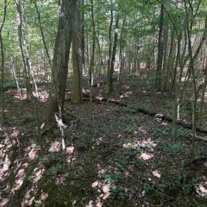 Photo #33 of Sandy Cross, Reidsville, NC 28.4 acres