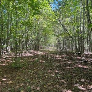 Photo #41 of Sandy Cross, Reidsville, NC 28.4 acres