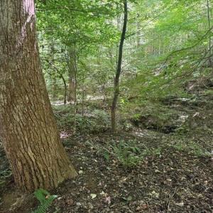 Photo #37 of Sandy Cross, Reidsville, NC 28.4 acres