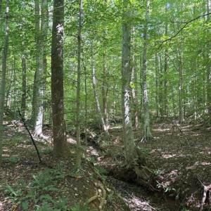 Photo #40 of Sandy Cross, Reidsville, NC 28.4 acres