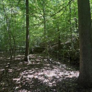Photo #35 of Sandy Cross, Reidsville, NC 28.4 acres