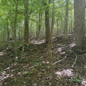 Photo #31 of Sandy Cross, Reidsville, NC 28.4 acres