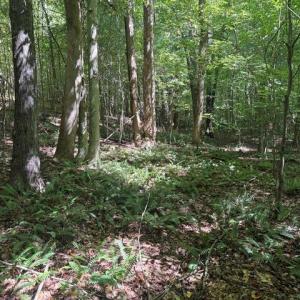 Photo #39 of Sandy Cross, Reidsville, NC 28.4 acres