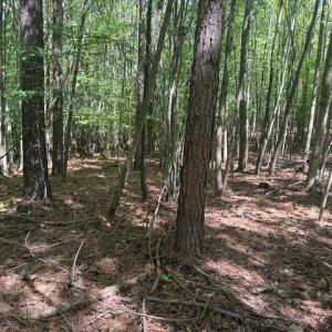 Photo #29 of Sandy Cross, Reidsville, NC 28.4 acres