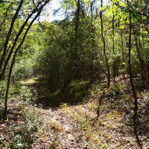 Photo #23 of 1541-1345 NC Highway 89, Danbury, NC 97.9 acres