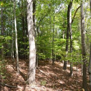 Photo #27 of 1541-1345 NC Highway 89, Danbury, NC 97.9 acres