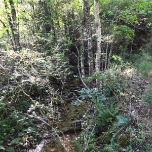 Photo #6 of 1541-1345 NC Highway 89, Danbury, NC 97.9 acres