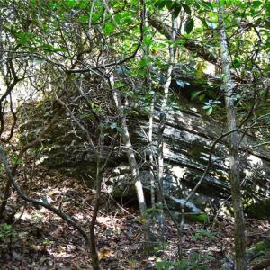Photo #13 of 1541-1345 NC Highway 89, Danbury, NC 97.9 acres