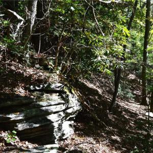 Photo #16 of 1541-1345 NC Highway 89, Danbury, NC 97.9 acres