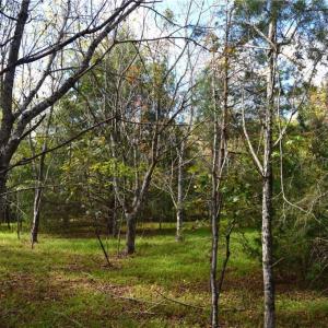 Photo #26 of 1541-1345 NC Highway 89, Danbury, NC 97.9 acres