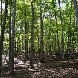 Photo #36 of 1541-1345 NC Highway 89, Danbury, NC 97.9 acres