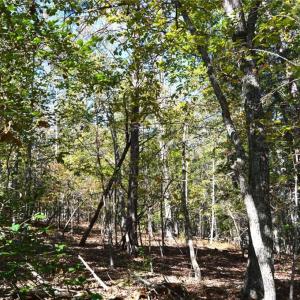 Photo #9 of 1541-1345 NC Highway 89, Danbury, NC 97.9 acres