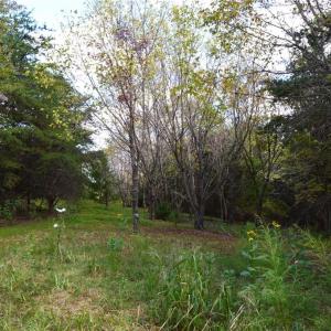 Photo #30 of 1541-1345 NC Highway 89, Danbury, NC 97.9 acres