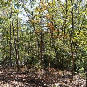 Photo #10 of 1541-1345 NC Highway 89, Danbury, NC 97.9 acres