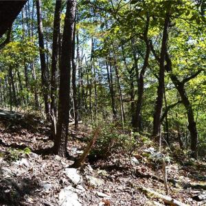 Photo #18 of 1541-1345 NC Highway 89, Danbury, NC 97.9 acres