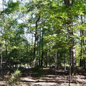 Photo #19 of 1541-1345 NC Highway 89, Danbury, NC 97.9 acres