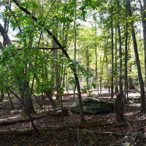 Photo #35 of 1541-1345 NC Highway 89, Danbury, NC 97.9 acres