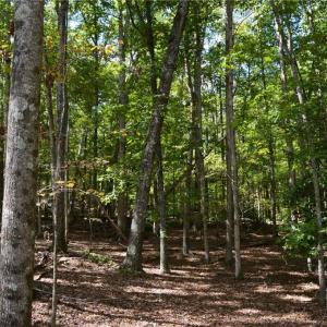 Photo #31 of 1541-1345 NC Highway 89, Danbury, NC 97.9 acres
