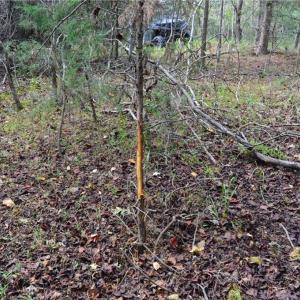Photo #29 of 1541-1345 NC Highway 89, Danbury, NC 97.9 acres