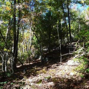 Photo #17 of 1541-1345 NC Highway 89, Danbury, NC 97.9 acres