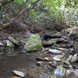 Photo #12 of 1541-1345 NC Highway 89, Danbury, NC 97.9 acres