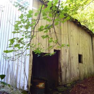 Photo #7 of 1541-1345 NC Highway 89, Danbury, NC 97.9 acres