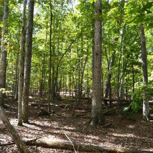 Photo #32 of 1541-1345 NC Highway 89, Danbury, NC 97.9 acres