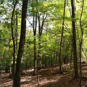 Photo #28 of 1541-1345 NC Highway 89, Danbury, NC 97.9 acres