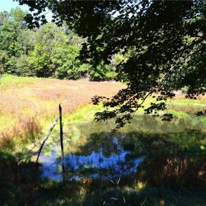 Photo #24 of 1541-1345 NC Highway 89, Danbury, NC 97.9 acres