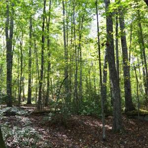 Photo #34 of 1541-1345 NC Highway 89, Danbury, NC 97.9 acres