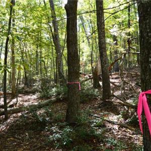 Photo #33 of 1541-1345 NC Highway 89, Danbury, NC 97.9 acres