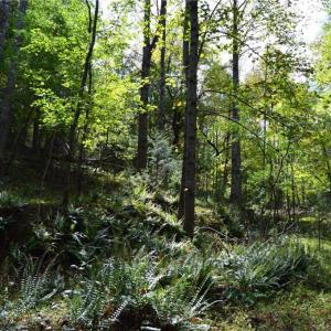 Photo #37 of 1541-1345 NC Highway 89, Danbury, NC 97.9 acres