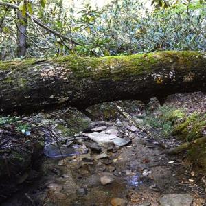 Photo #15 of 1541-1345 NC Highway 89, Danbury, NC 97.9 acres