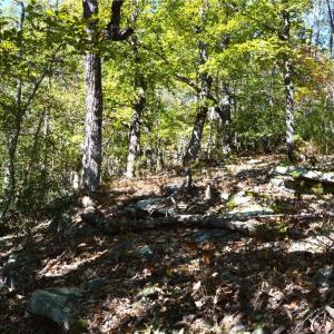 Photo #11 of 1541-1345 NC Highway 89, Danbury, NC 97.9 acres