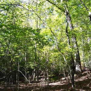 Photo #8 of 1541-1345 NC Highway 89, Danbury, NC 97.9 acres
